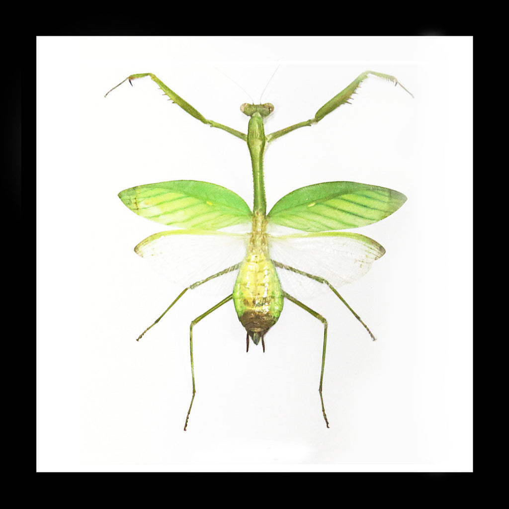 Hierodula membranacea