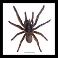 spider arachnid framed spider for sale Australia Haplopelma minax Bits & Bugs