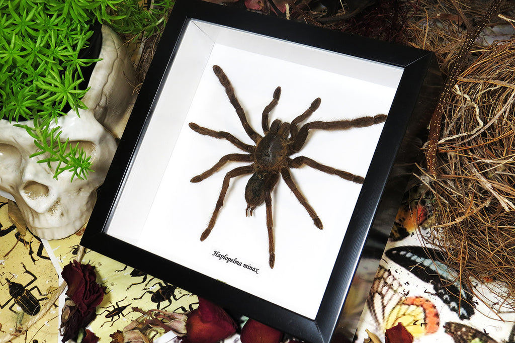 Haplopelma minax