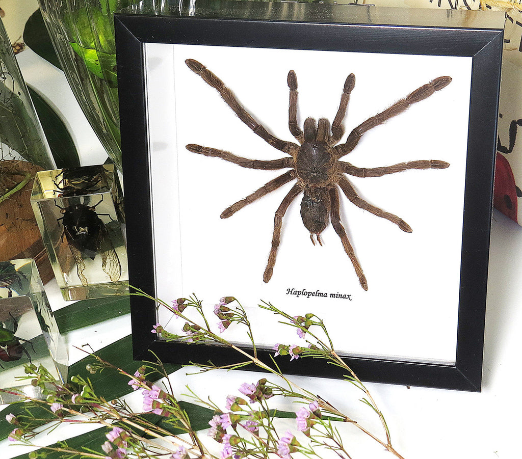 Haplopelma minax