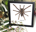 Haplopelma minax