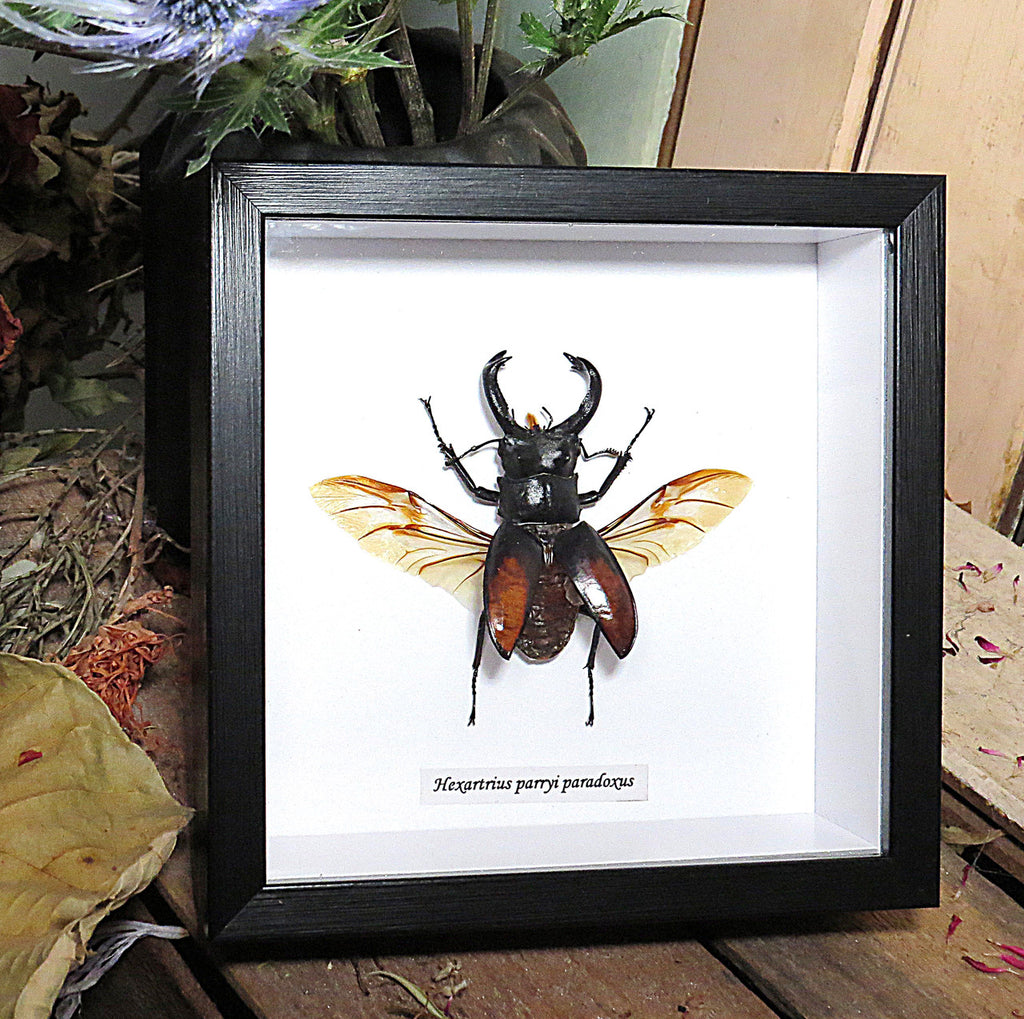 Hexarthrius parryi paradoxus