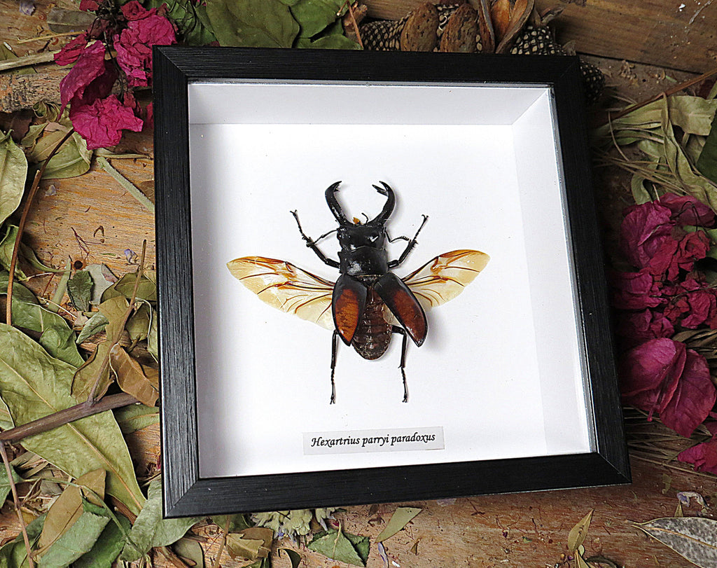 Hexarthrius parryi paradoxus