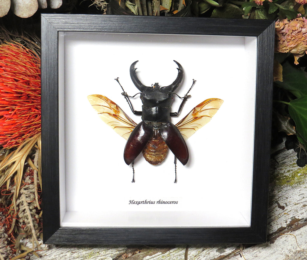 Hexarthrius rhinoceros wings open