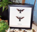 Hymenoptera sp. x 2