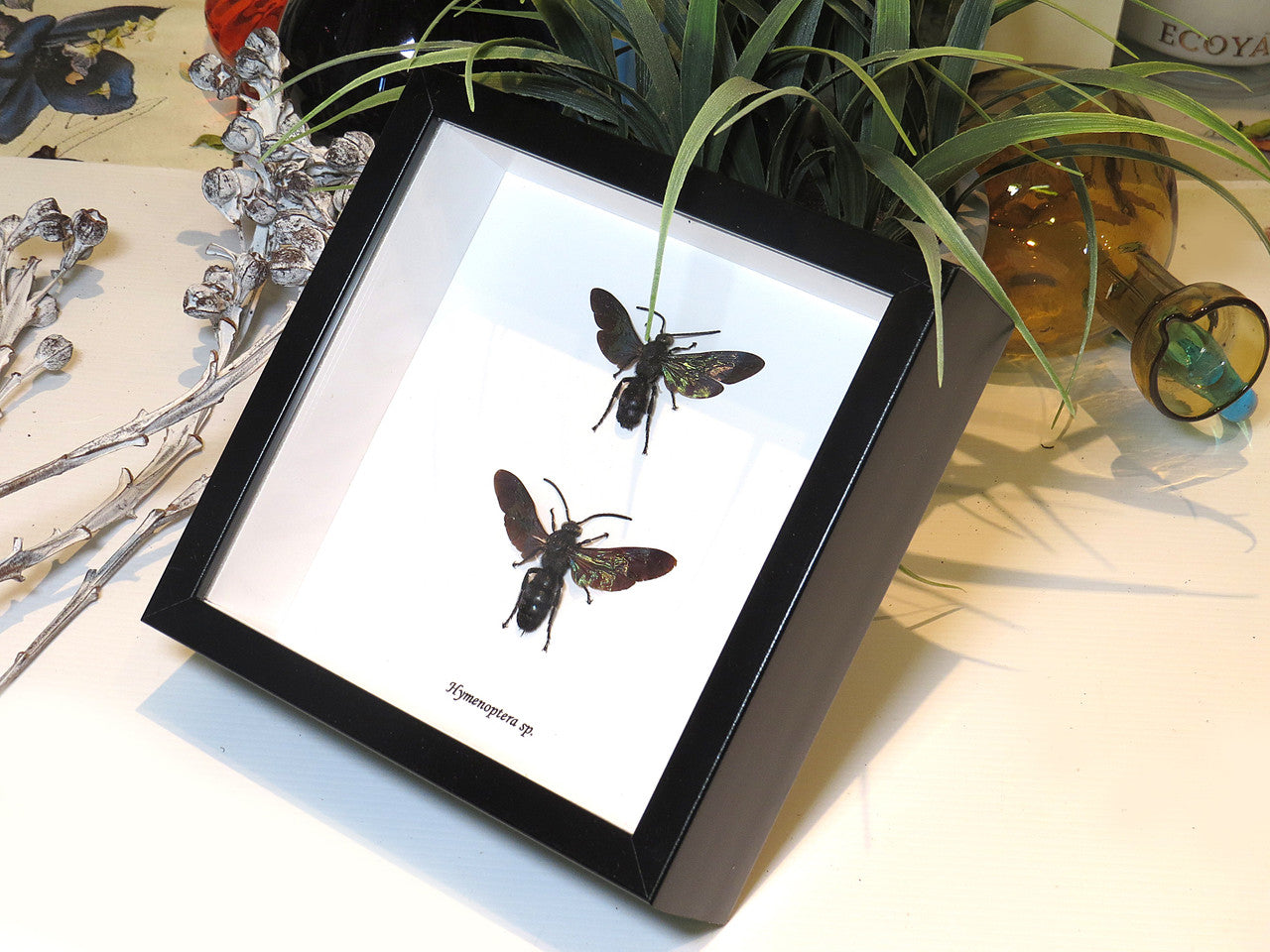 Hymenoptera sp. x 2