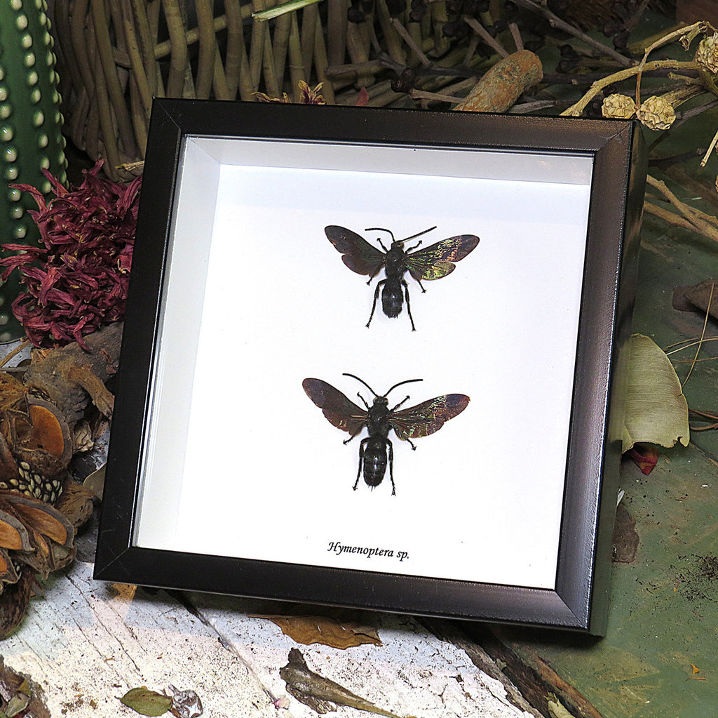Hymenoptera sp. x 2
