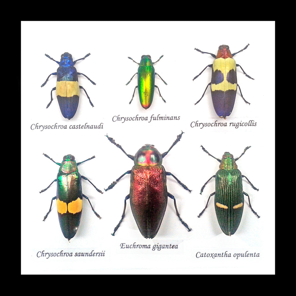 jewel beetles real insects bugs framed  Bits & Bugs 