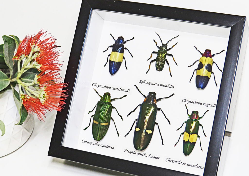 Jewel Beetle 6