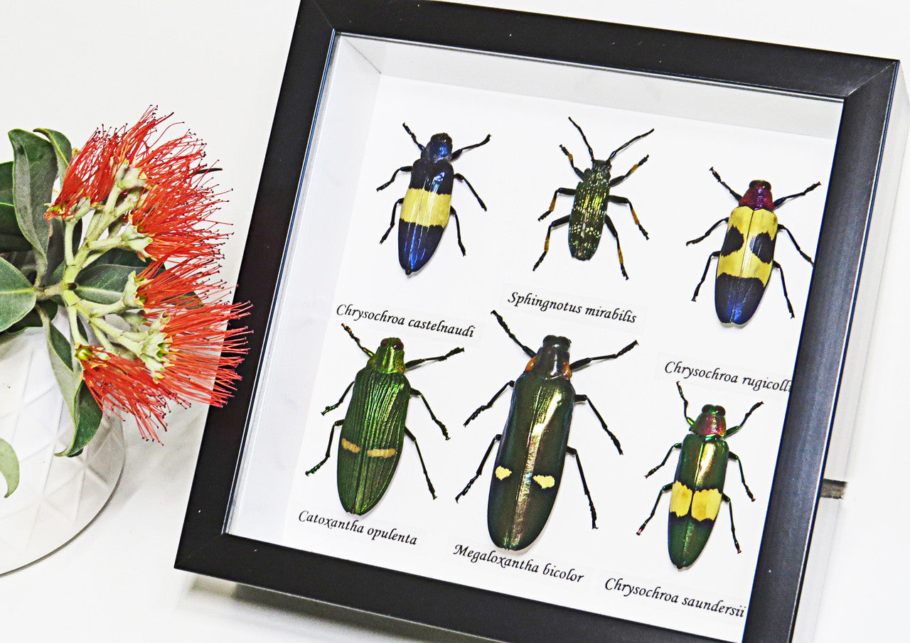 Jewel Beetle 6
