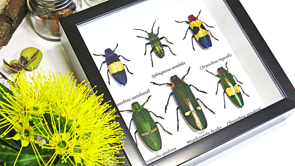 jewel beetles real insects bugs framed  Bits & Bugs 