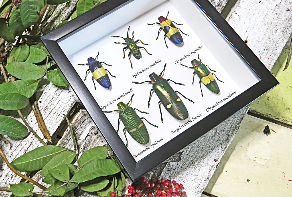 jewel beetles real insects bugs framed  Bits & Bugs 
