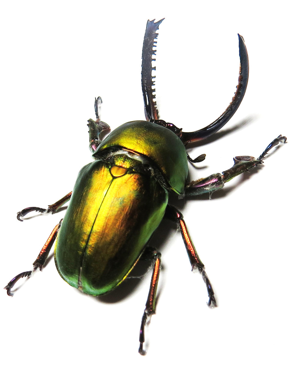 Lamprima adolphinae
