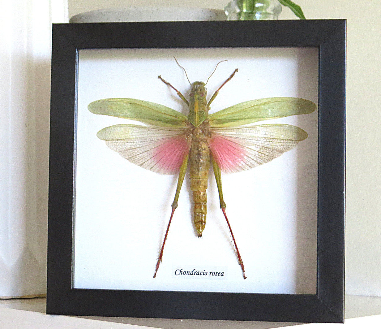 Chondracris rosea XL