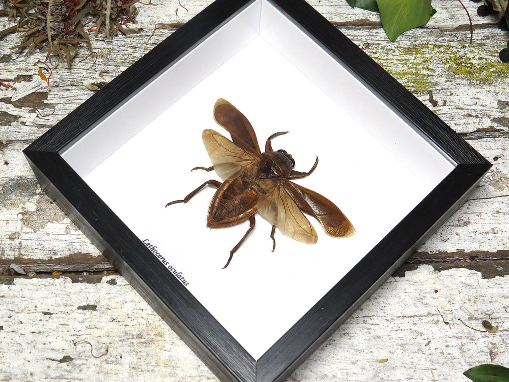 Lethocerus oculatus