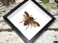Lethocerus oculatus