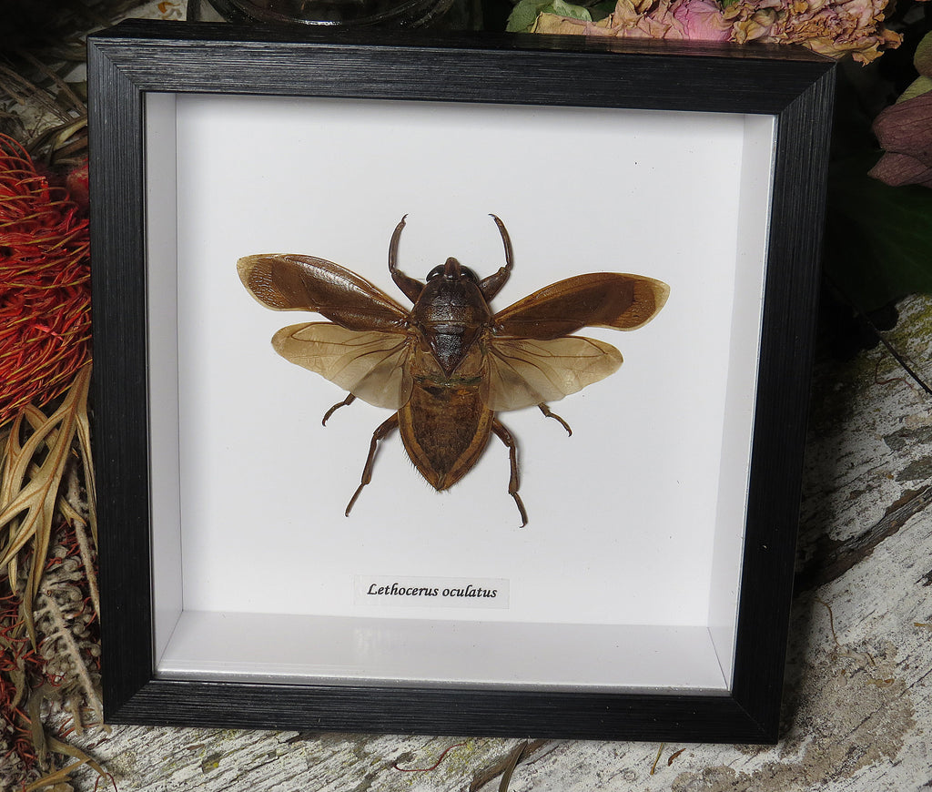 Lethocerus oculatus