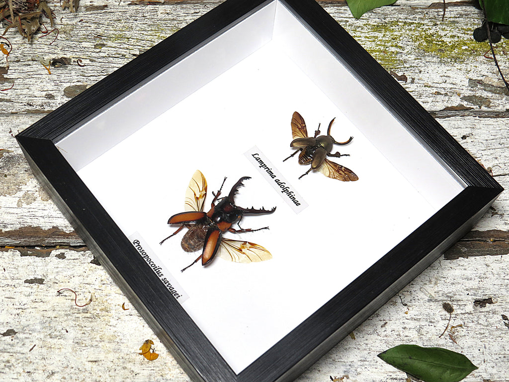 Beetle two