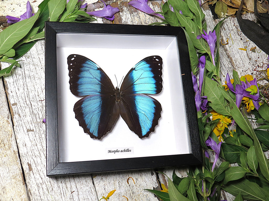 Morpho achilles 