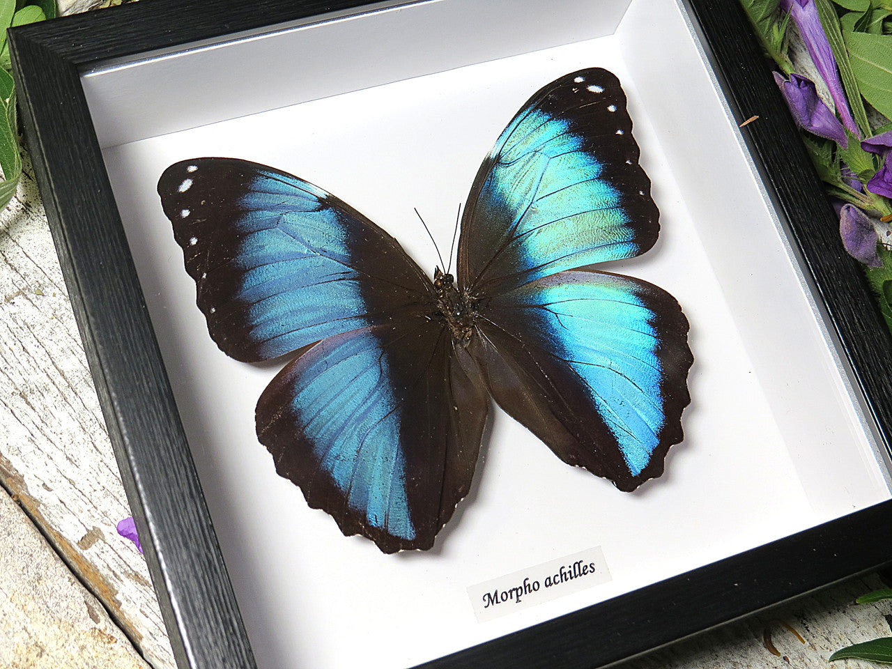 Morpho achilles 