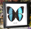Morpho achilles 