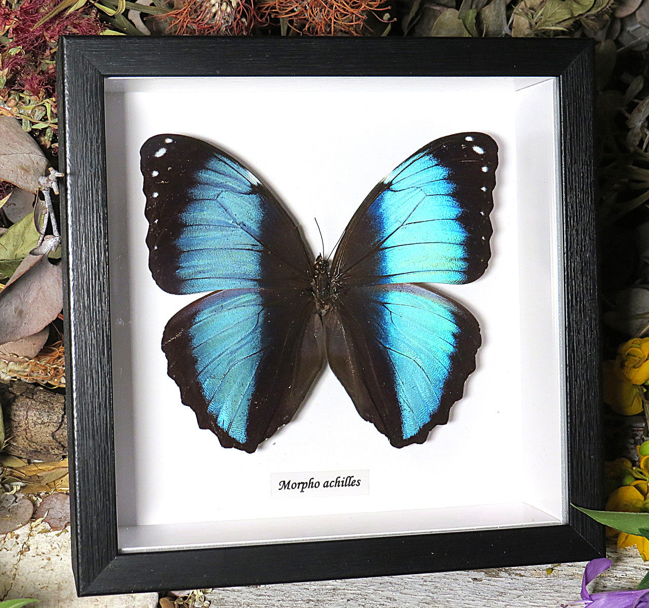 Morpho achilles 