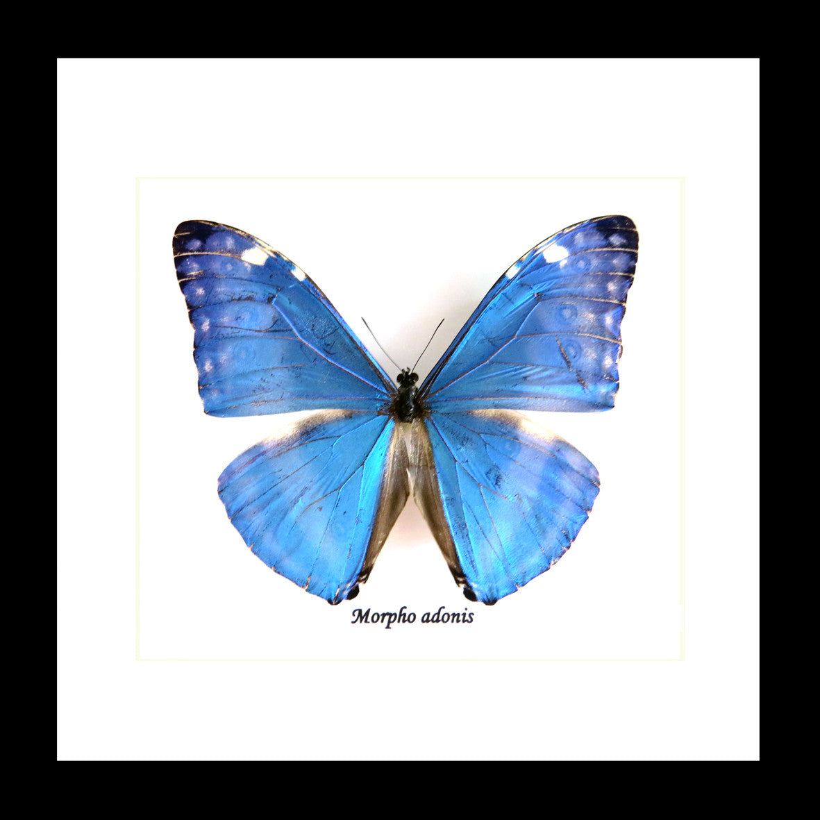 Taxidermy real butterfly Morpho adonis Bits&Bugs 