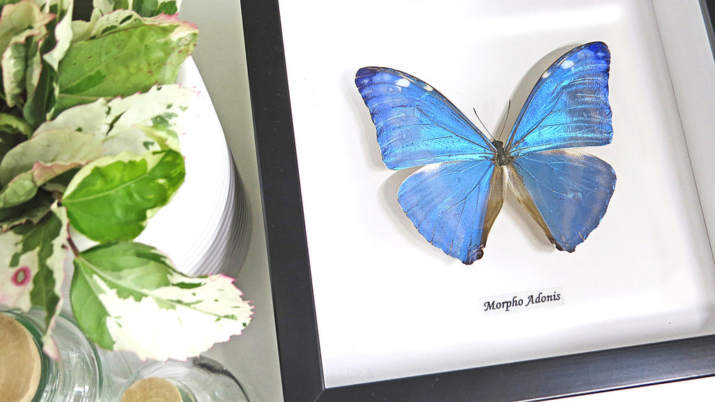 Morpho adonis