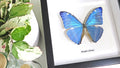 Morpho adonis