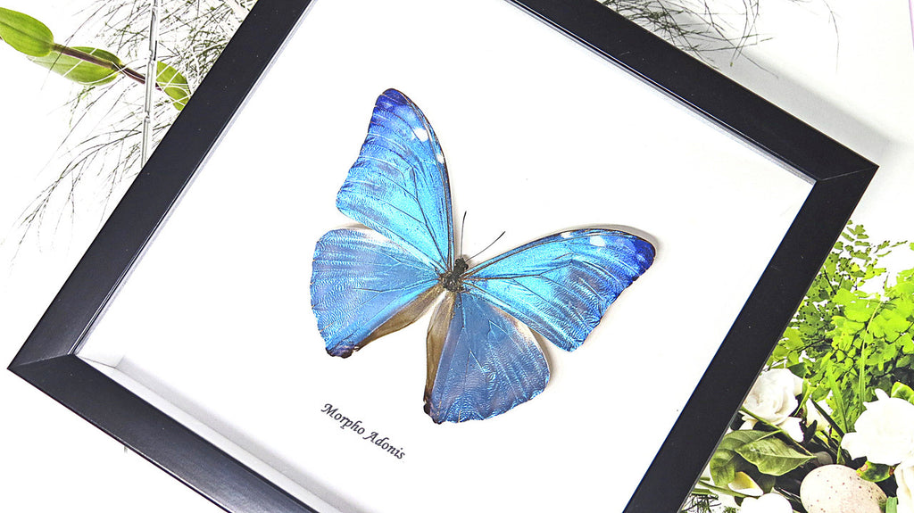 Morpho adonis