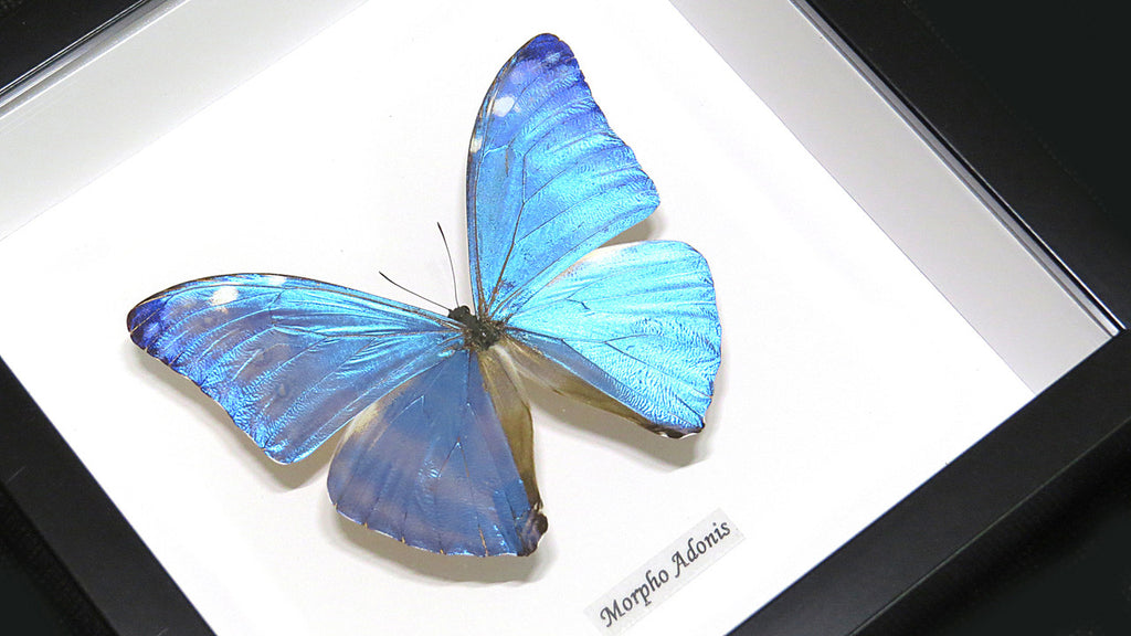 Morpho adonis