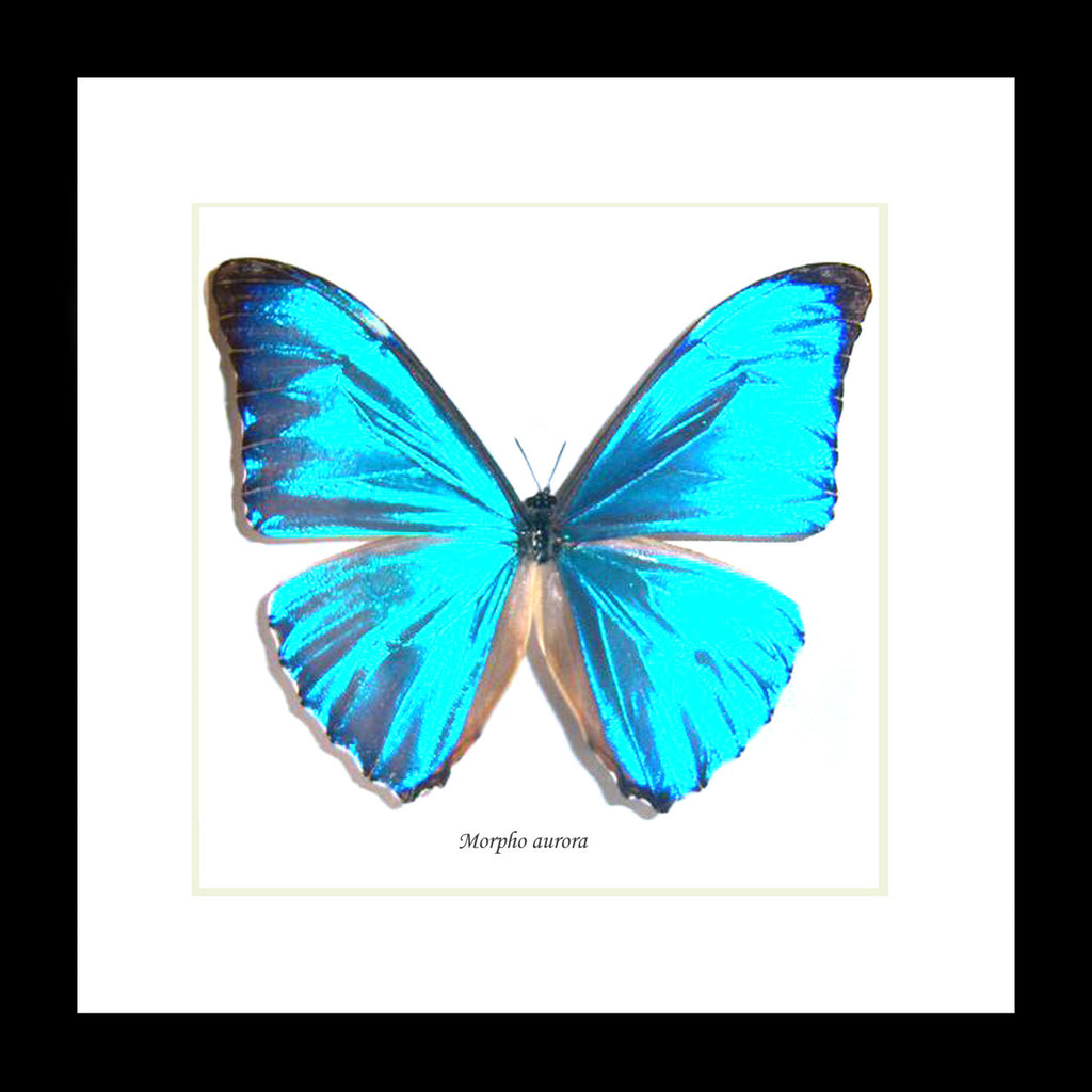 Morpho aurora aureola