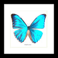 Morpho aurora aureola