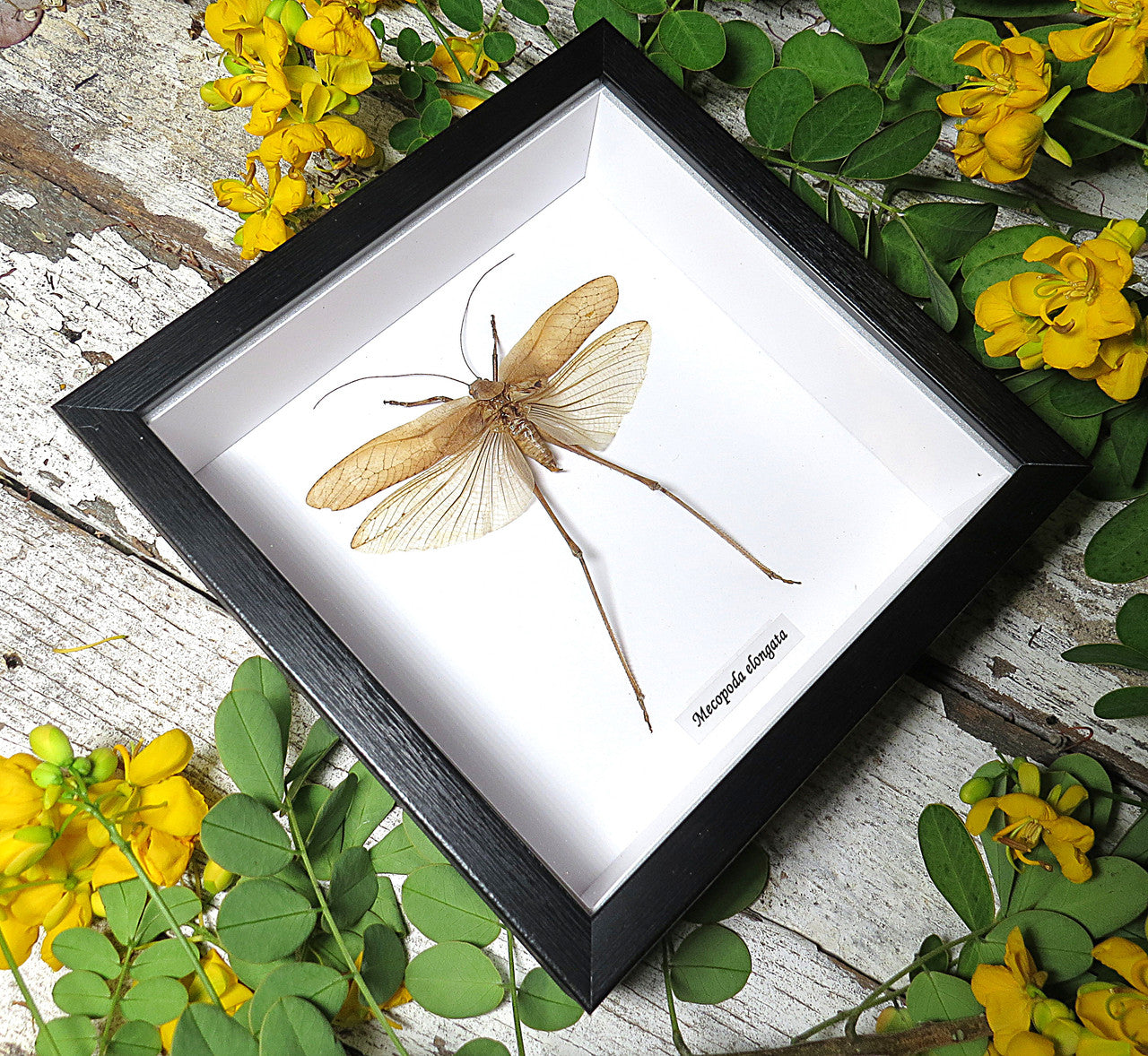 Mecopoda elongata