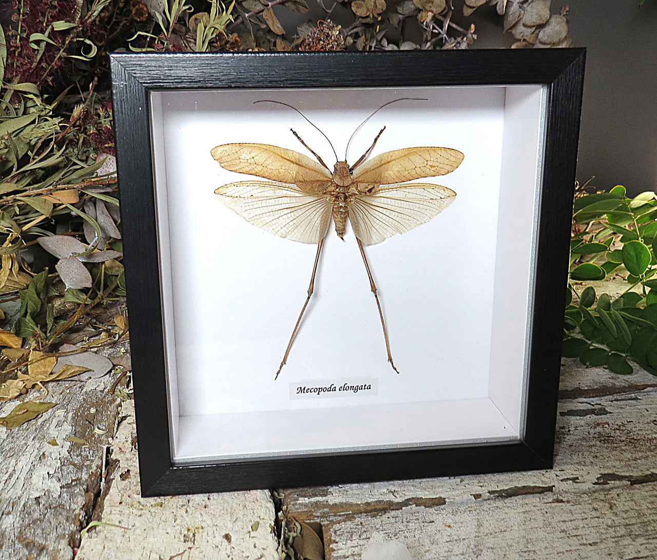 Mecopoda elongata