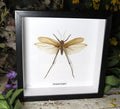 Mecopoda elongata