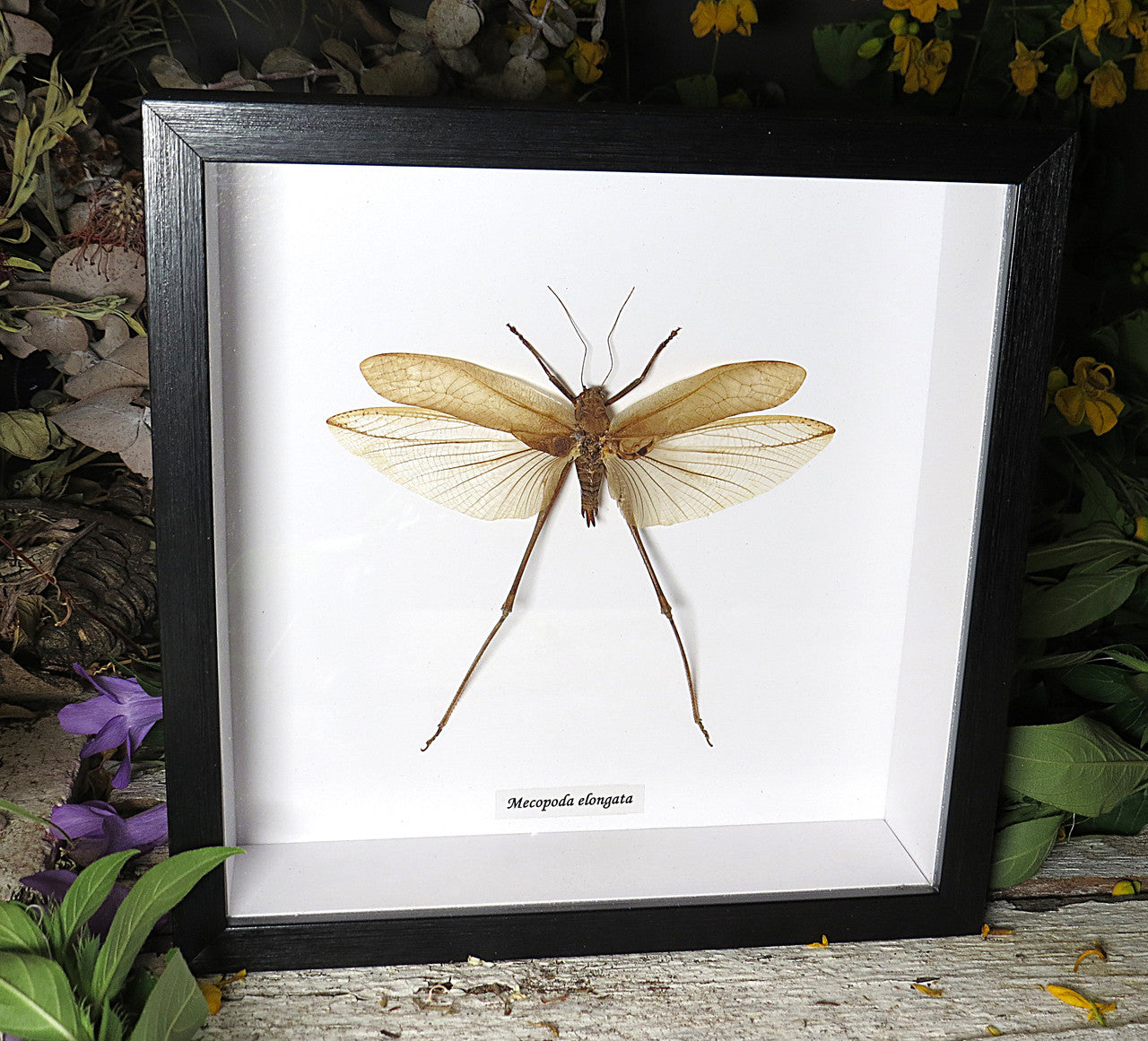 Mecopoda elongata