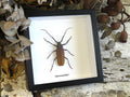 Macrotoma fisheri