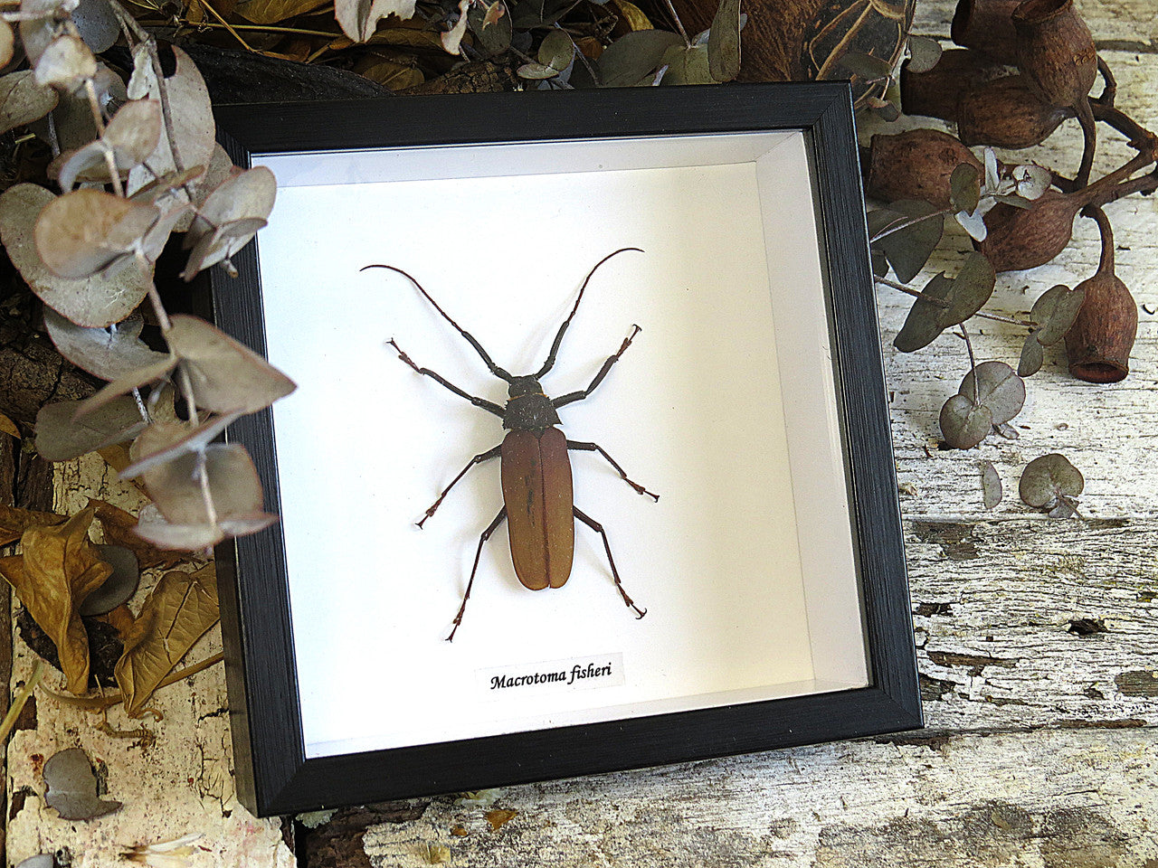 Macrotoma fisheri