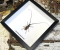 Monochamus galloprovincialis
