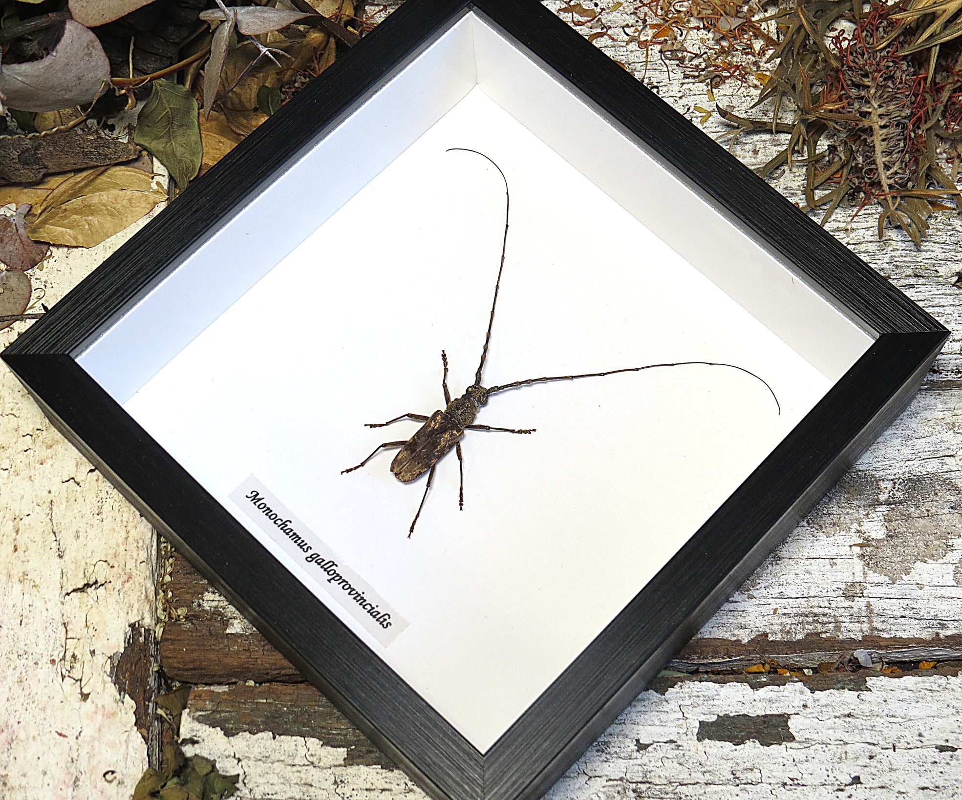 Monochamus galloprovincialis