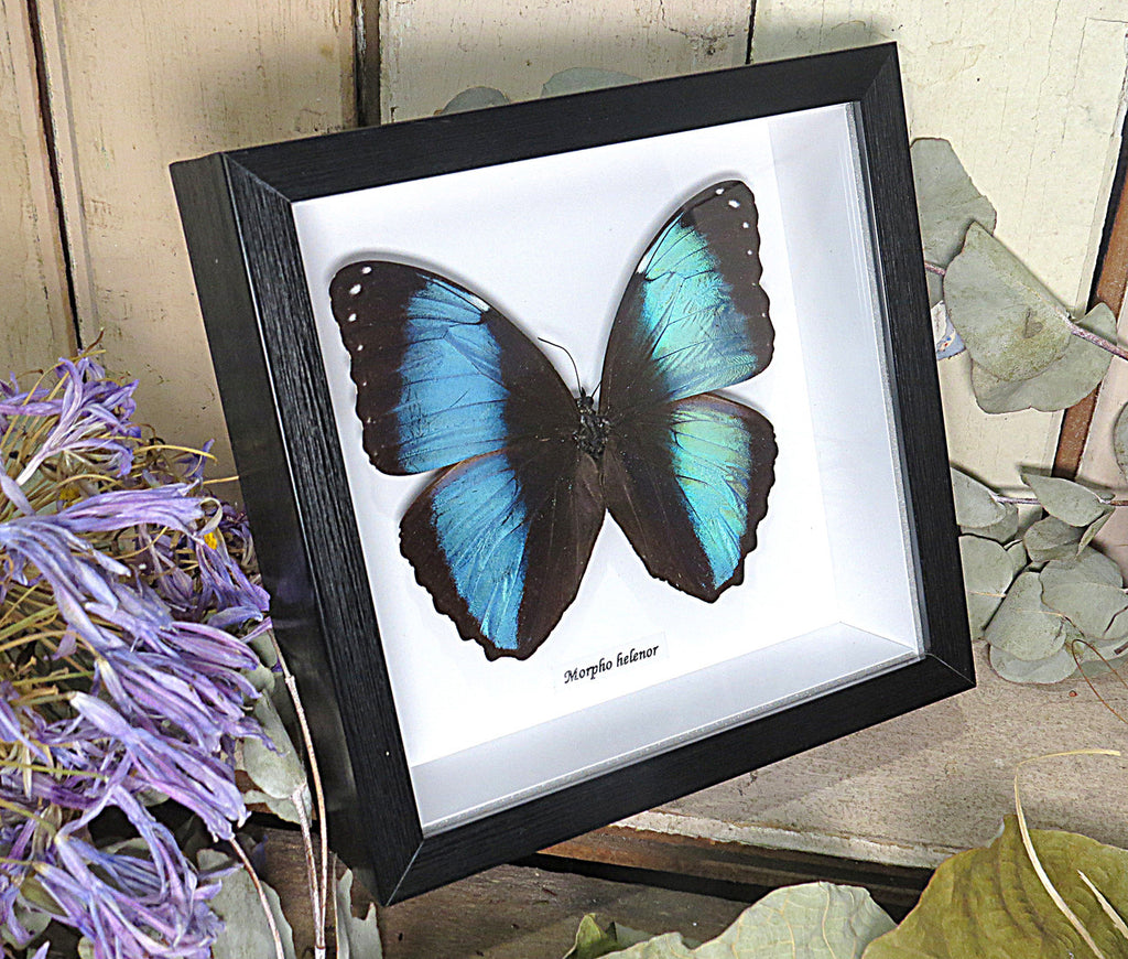 Morpho helenor