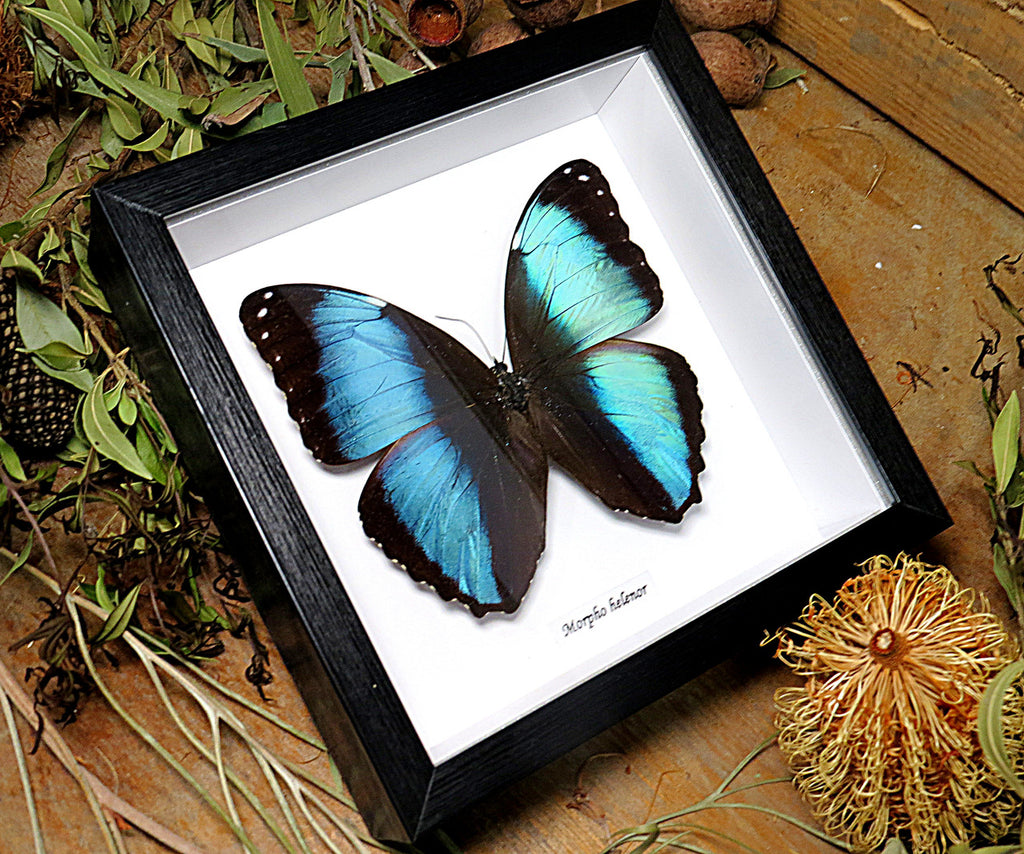 Morpho helenor