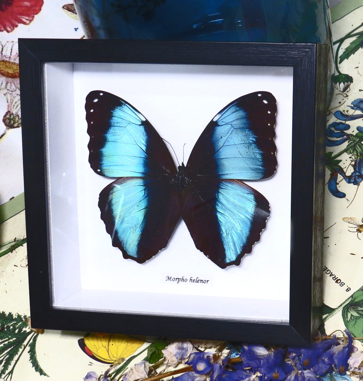 Morpho helenor