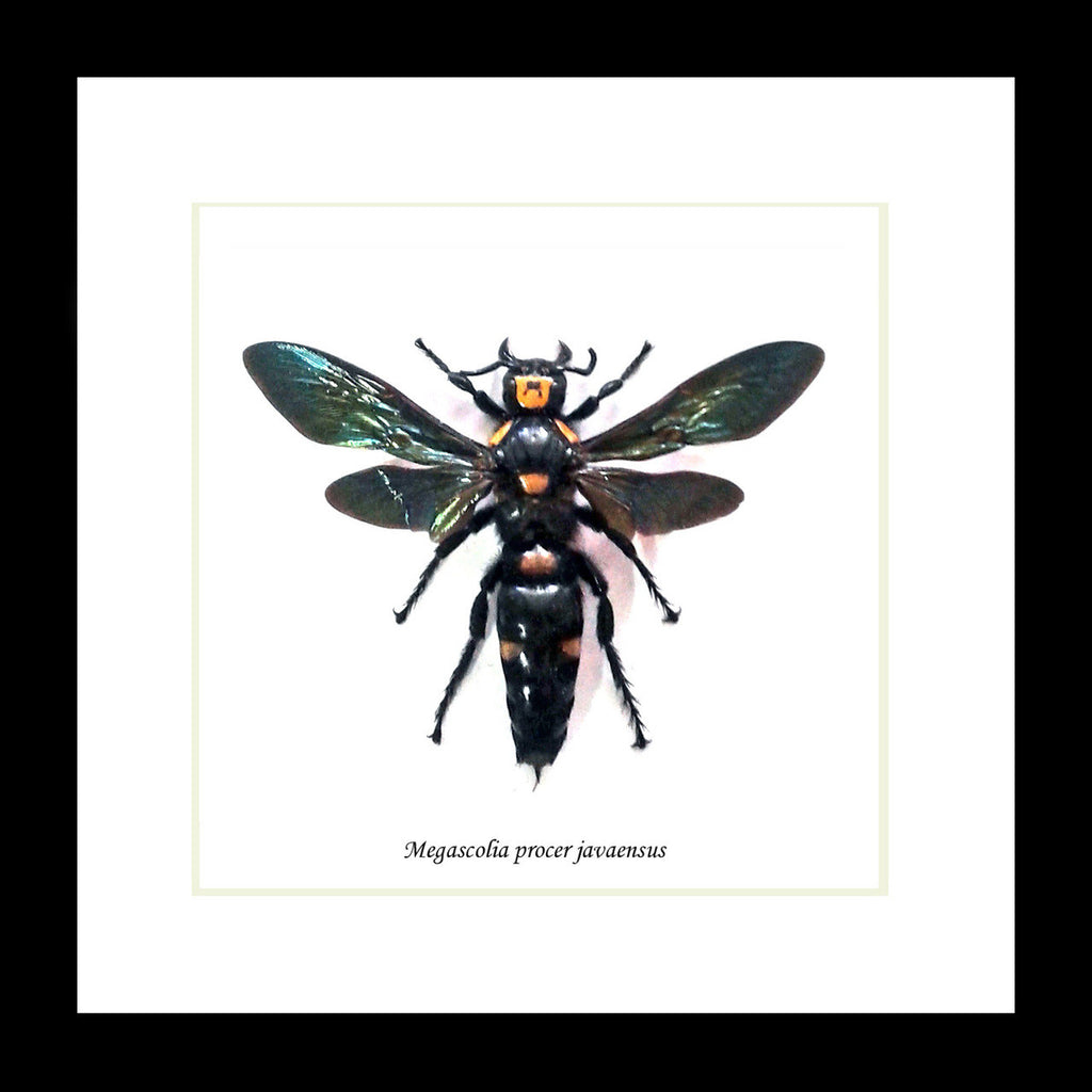Megascolia procer javanensis wasp