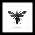 Megascolia procer javanensis wasp