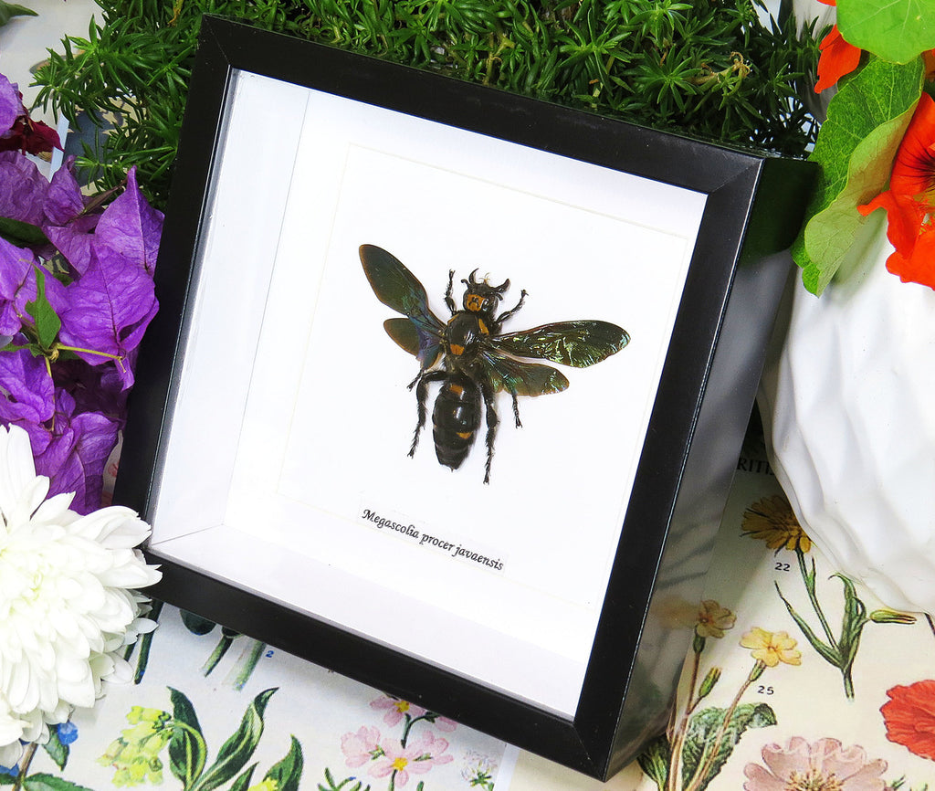 Megascolia procer javanensis wasp
