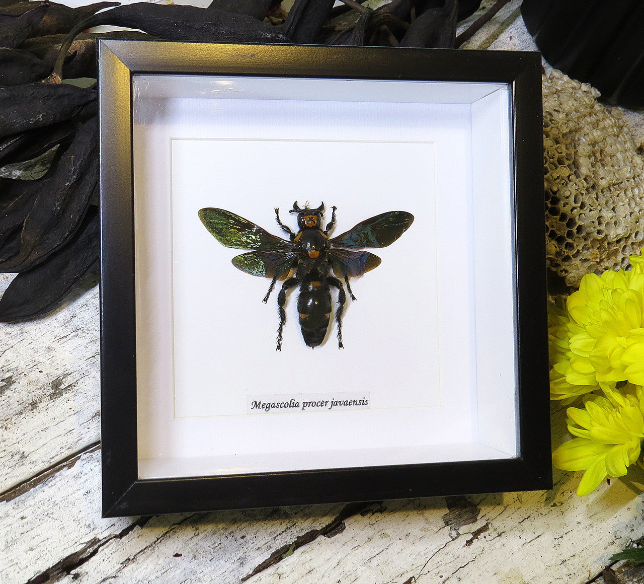 Megascolia procer javanensis wasp
