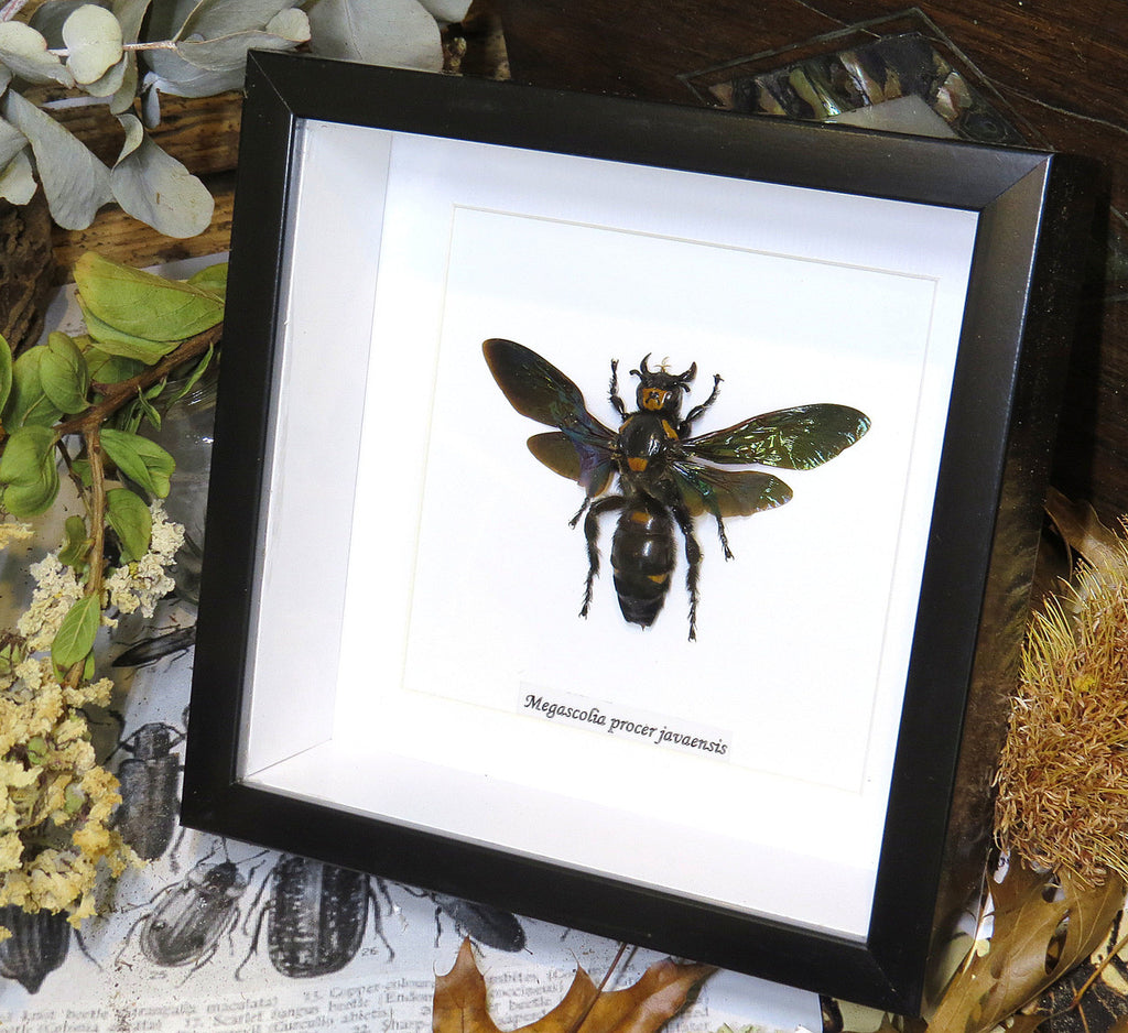 Megascolia procer javanensis wasp