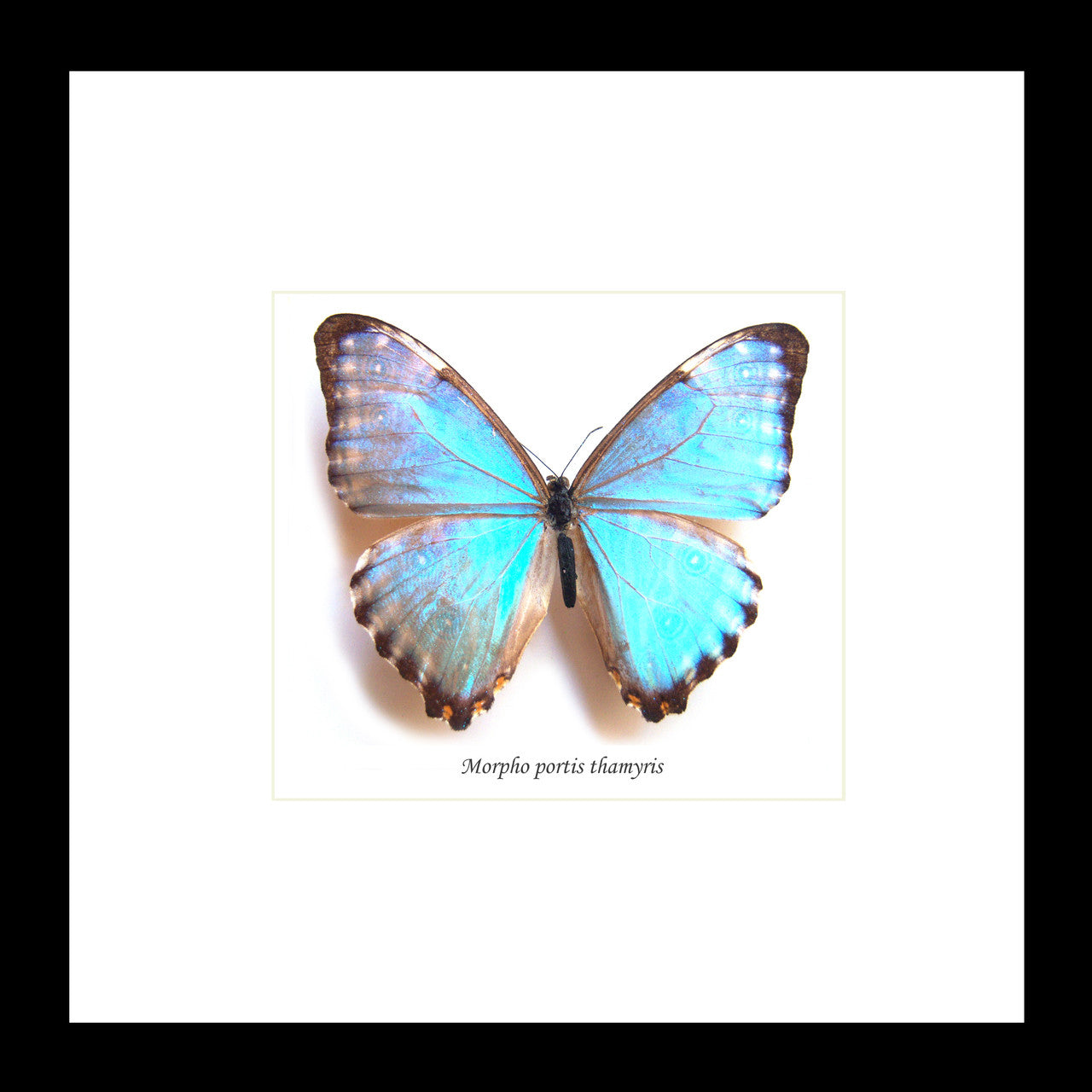 Butterfly Morpho portis thamyris male Bits&Bugs 